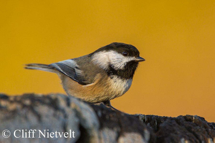 Black-Capped Chickadee at Dusk; REF: PEBI028