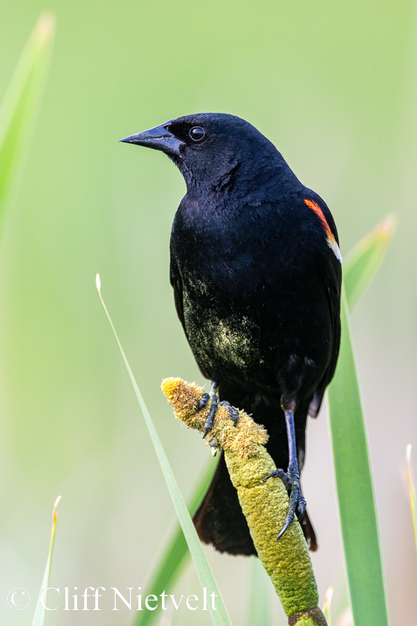 Red_Winged Blackbird on a Cattail. REF: PEBI029
