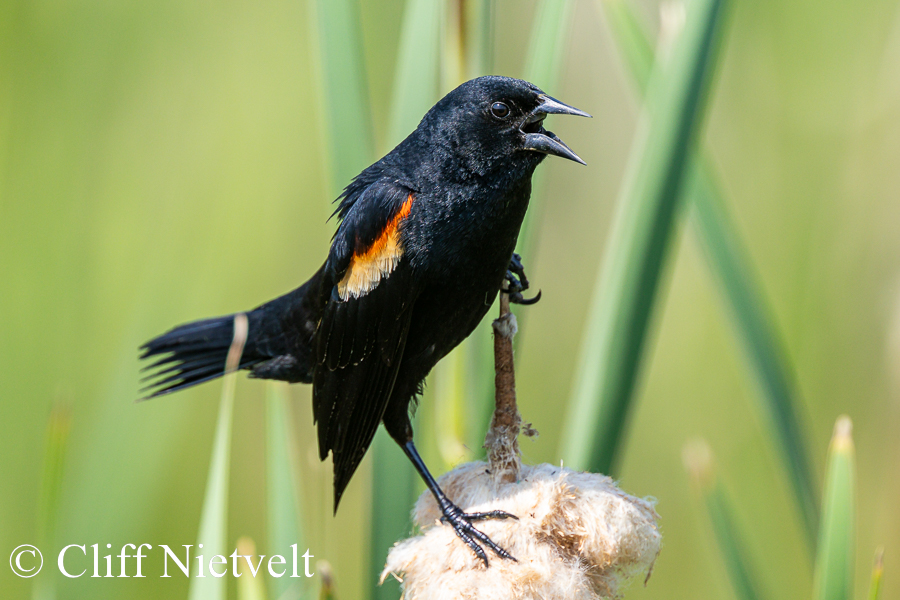 Red_Winged Blackbird Calling on a Cattail. REF: PEBI029