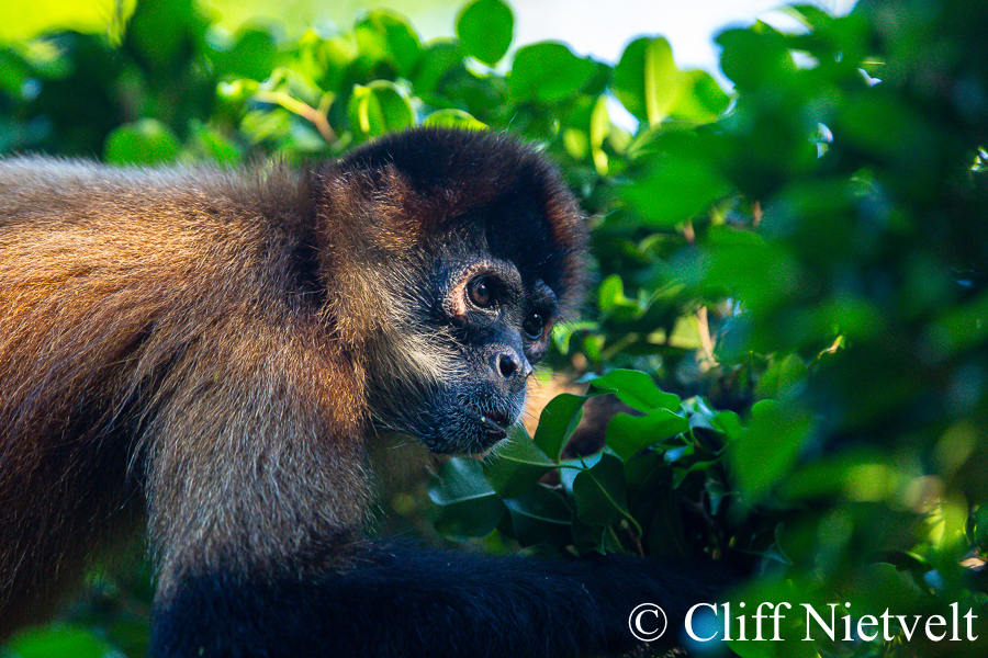 Spider Monkey Foraging, REF: PRIM001
