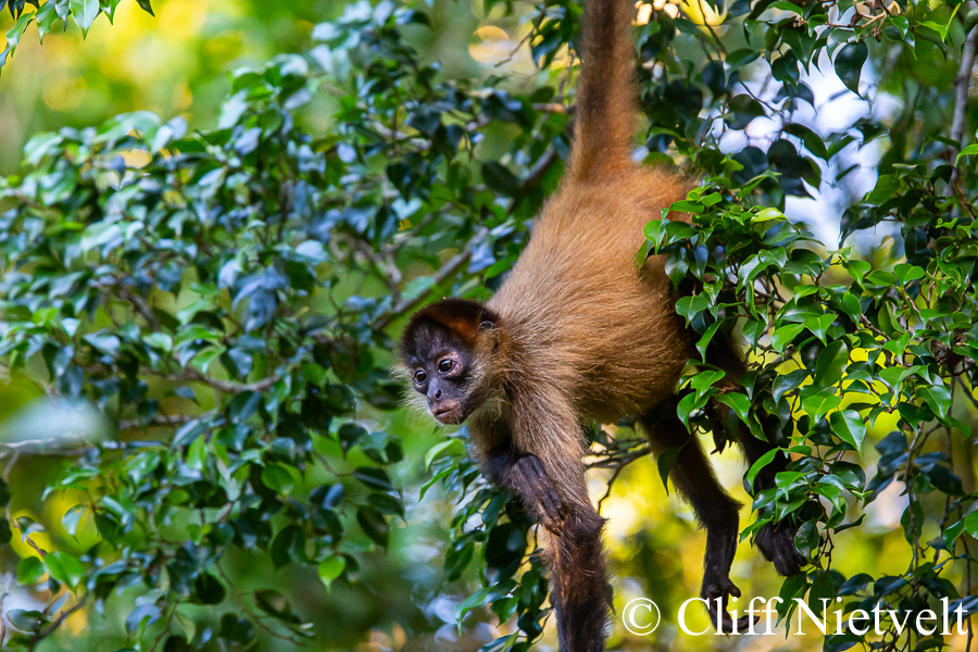 Spider Monkye Hanging From Tree, REF: PRIM002