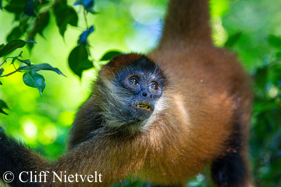 Spider Monkey Pausing, REF: PRIM003