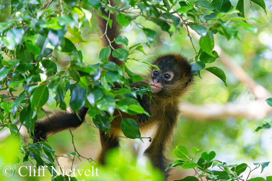 Baby Spider Monkey Trying to Forage, REF: PRIM005