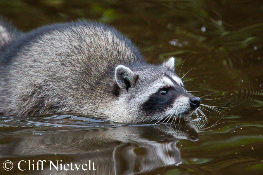 Going for a Swim, REF: RACC023