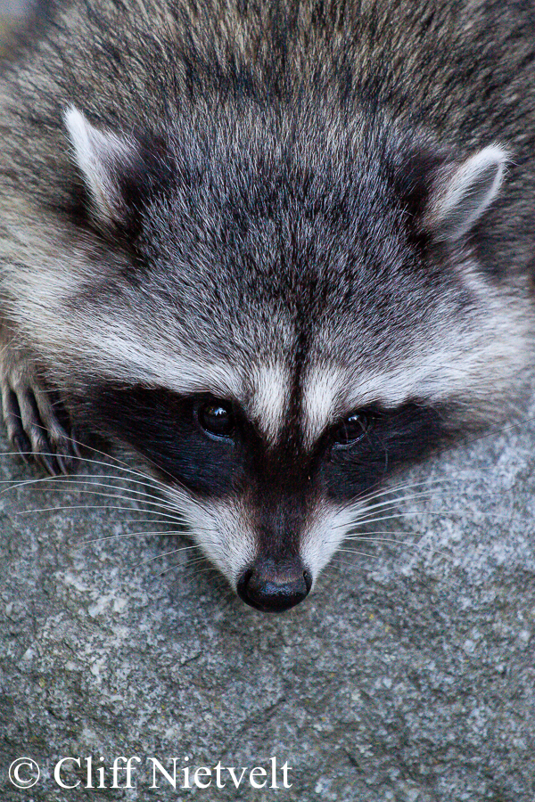 Cute Pose on a Rock , REF: RACC047