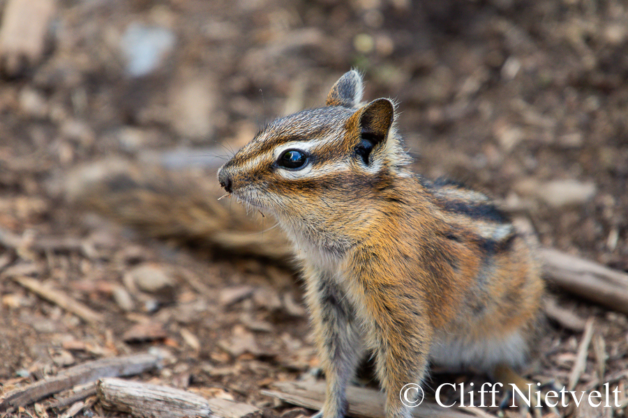 Yellow-Pine Chipmunk, REF: SMAMA001