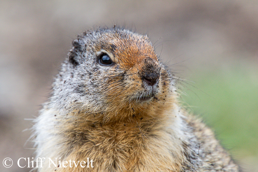 A Dirty Columbian Ground Squirrel, REF: SMAMA010