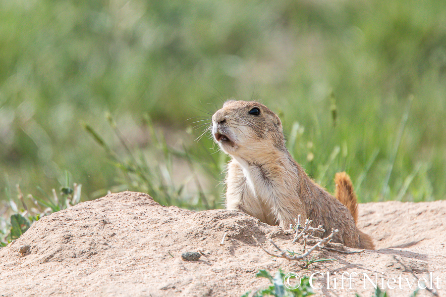 Black-Tailed Prairie Dog, REF: SMAMA028