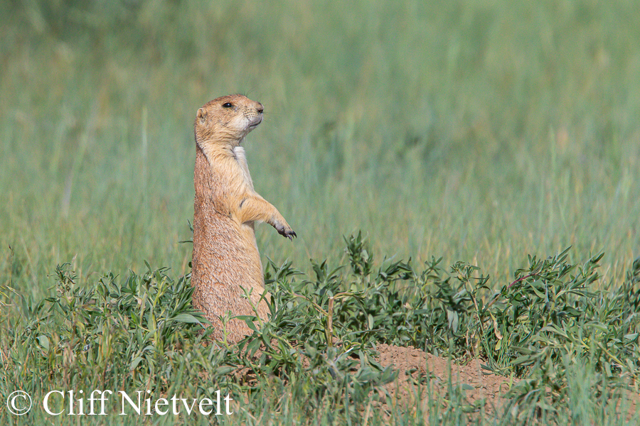 An Alert Black-Tailed Prairie Dog, REF: SMAMA030