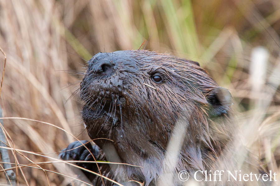 A Beaver Portrait, REF: SMAMA041