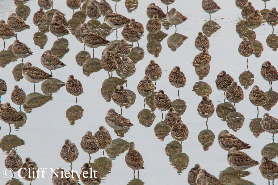 Long-Billed Dowwitchers REF: WABI00